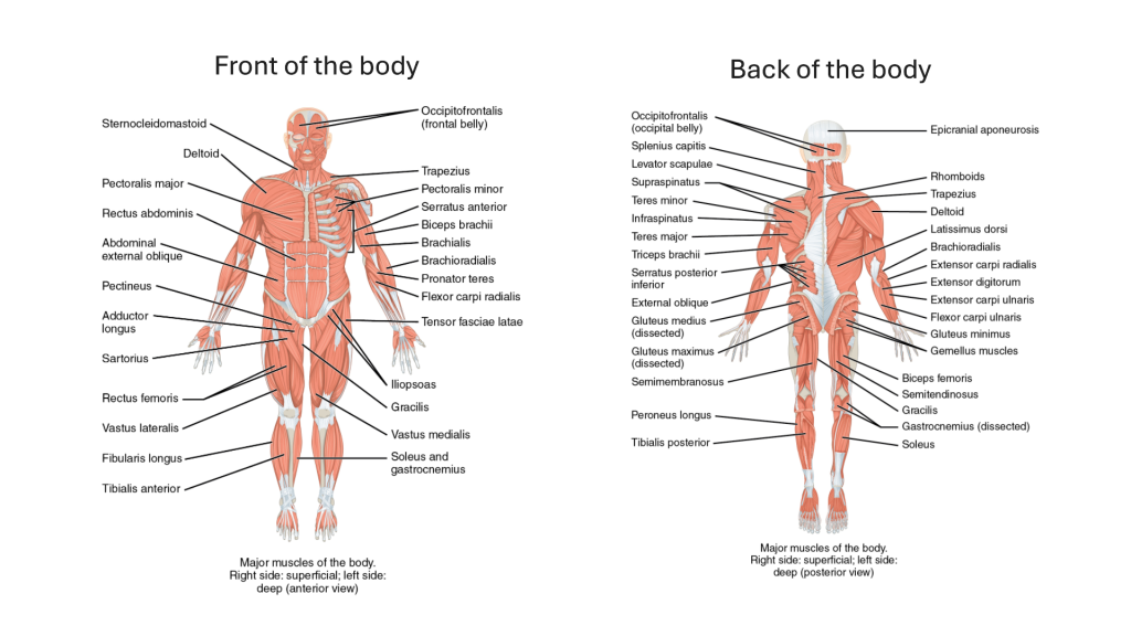 Diagram of human muscles front and back